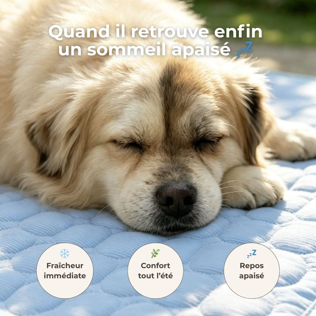 Tapis rafraîchissant pour chien – Effet immédiat