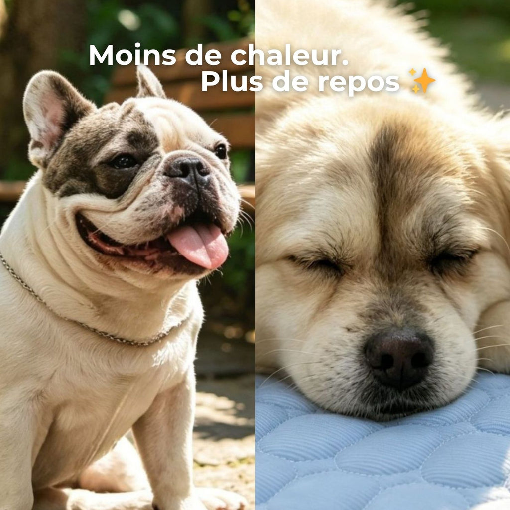 Tapis rafraîchissant pour chien – Effet immédiat
